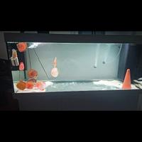 Discus + juwell 450l