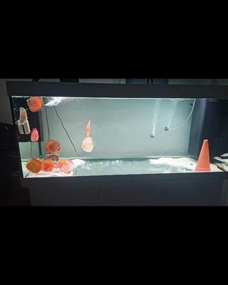 Discus + juwell 450l