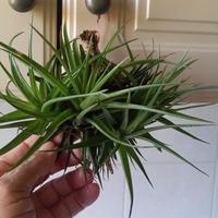 pianta di tillandsia