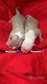 Cuccioli disponibili : incrocio pitibull amstaff