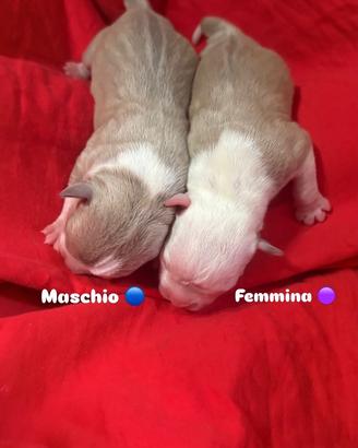 Cuccioli disponibili : incrocio pitibull amstaff