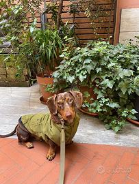 Bassotto Arlecchino Standard per monta