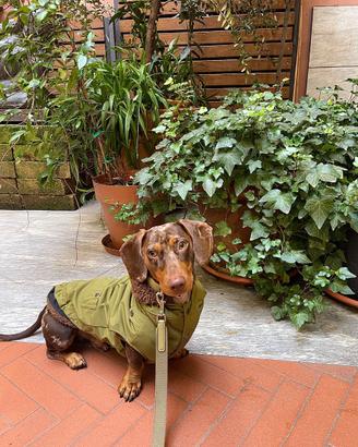 Bassotto Arlecchino Standard per monta