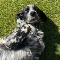 Cucciolo setter inglese