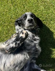 Cucciolo setter inglese