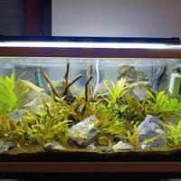 Acquario 60lt