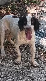 Springer spaniel