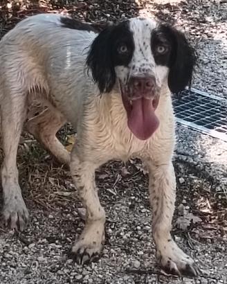 Springer spaniel