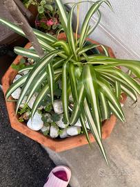 Piante