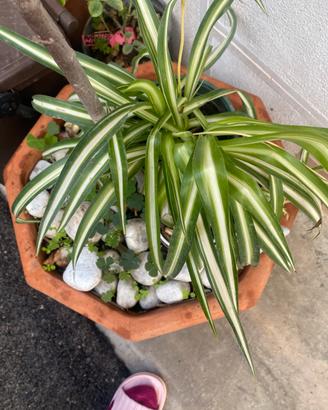 Piante