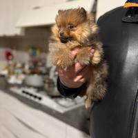 Cucciolo femmina volpino Pomerania