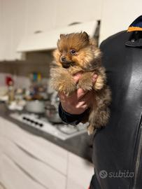 Cucciolo femmina volpino Pomerania