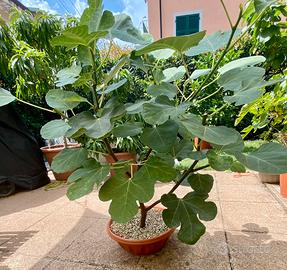 Pre bonsai fico ( misure in foto)