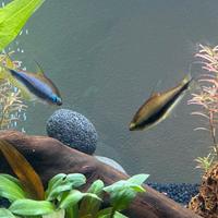 Coppia di Nematobrycon Palmeri (tetra imperatore)