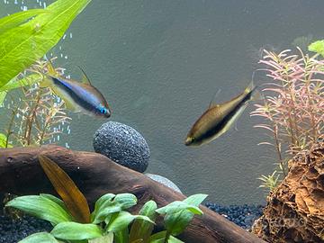 Coppia di Nematobrycon Palmeri (tetra imperatore)