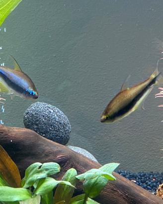 Coppia di Nematobrycon Palmeri (tetra imperatore)