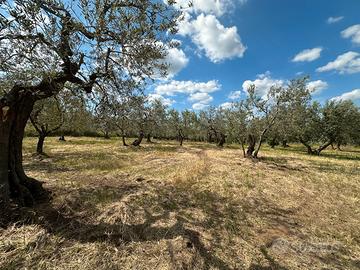 Oliveto Produttivo in Zona Scecio a Barile