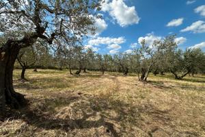 Oliveto Produttivo in Zona Scecio a Barile