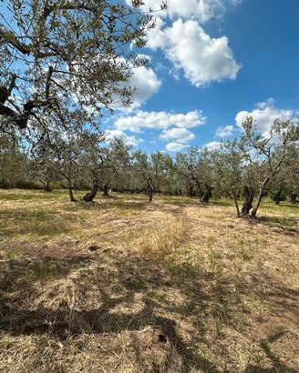 Oliveto Produttivo in Zona Scecio a Barile