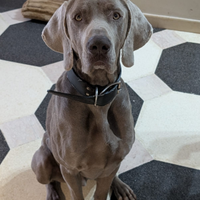 Cuccioli segugio weimaraner