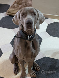 Cuccioli segugio weimaraner