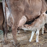 2 mucche Brune Alpine