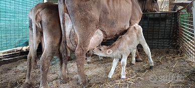 2 mucche Brune Alpine