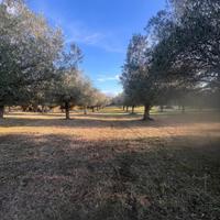 Uliveto con 85 piante secolari