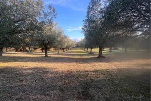 Uliveto con 85 piante secolari