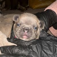 Bulldog francesi esotici blu tan