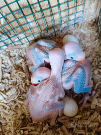 Pulli di parrocchetti dal collare