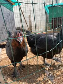 Galline marans