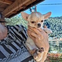 Ceduta Chihuahua mini mini femmina FOTO REALI