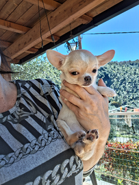 Ceduta Chihuahua mini mini femmina FOTO REALI