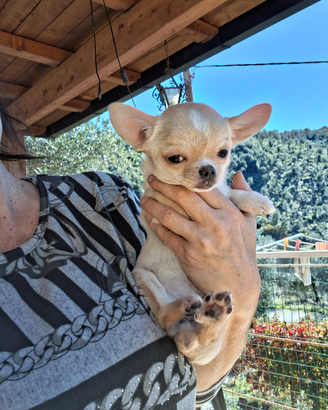 Ceduta Chihuahua mini mini femmina FOTO REALI