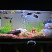 Acquario 180 lt con pesci è compreso di mobile