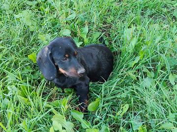 cuccioli dachsbraker 