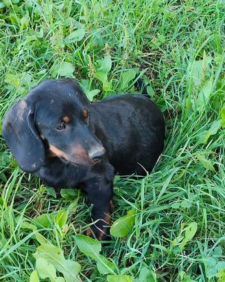 cuccioli dachsbraker 