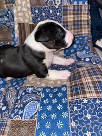 Cuccioli di Bull Terrier