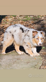 Australian shepherd cucciola pedigree