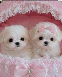 Ultima Cucciola Maltese