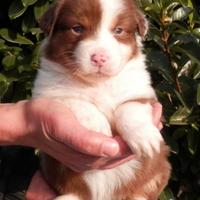 Cuccioli Australian shepherd/pastore australiano