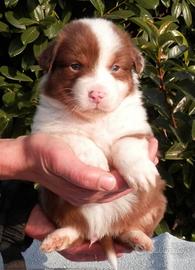 Cuccioli Australian shepherd/pastore australiano