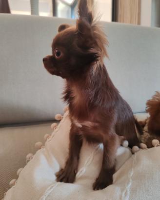 Chihuahua maschio 6 mesi Pedigree Enci