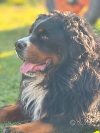 Maschio bovaro del bernese da monta