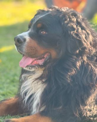 Maschio bovaro del bernese da monta