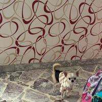 Chihuahua da borsetta