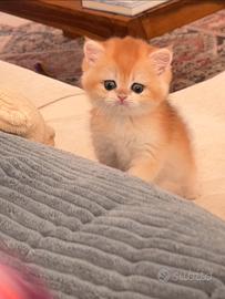 Gatti a british golden