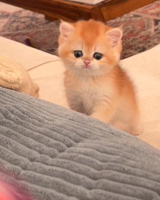Gatti a british golden