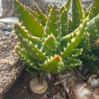 1 piantina piccola   di Aloe mitriformis